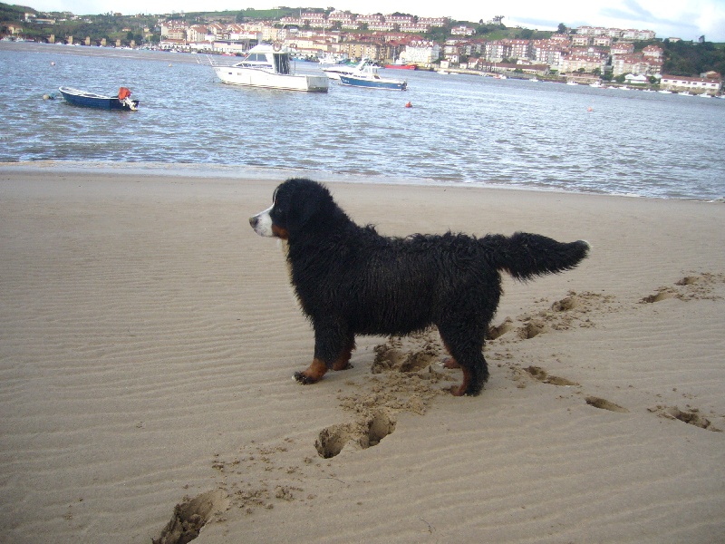 Duchesse du hameau des baronnies