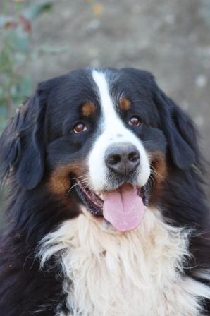 Braddy du hameau des baronnies