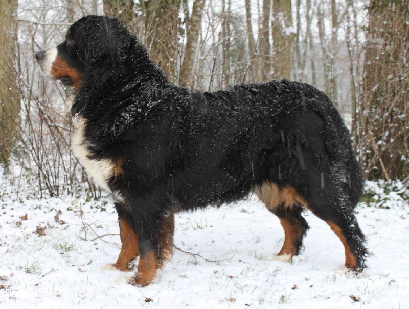 Damiera du hameau des baronnies