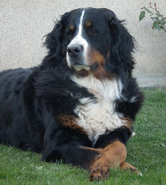 Fibie du hameau des baronnies