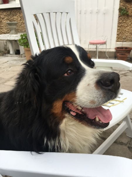 Gus du hameau des baronnies