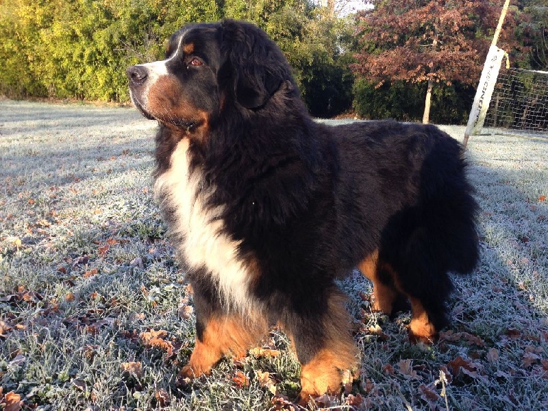 Figo du hameau des baronnies