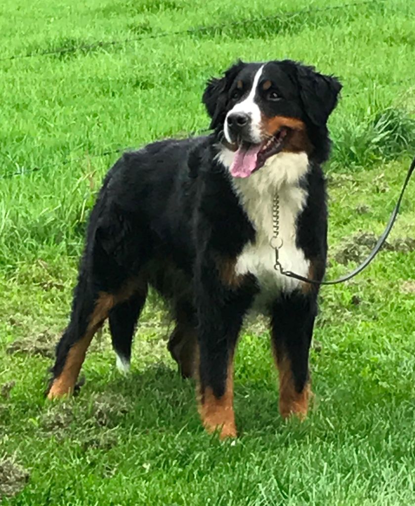 Janya du hameau des baronnies