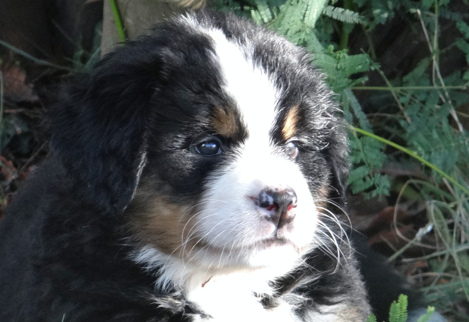 Nala du hameau des baronnies