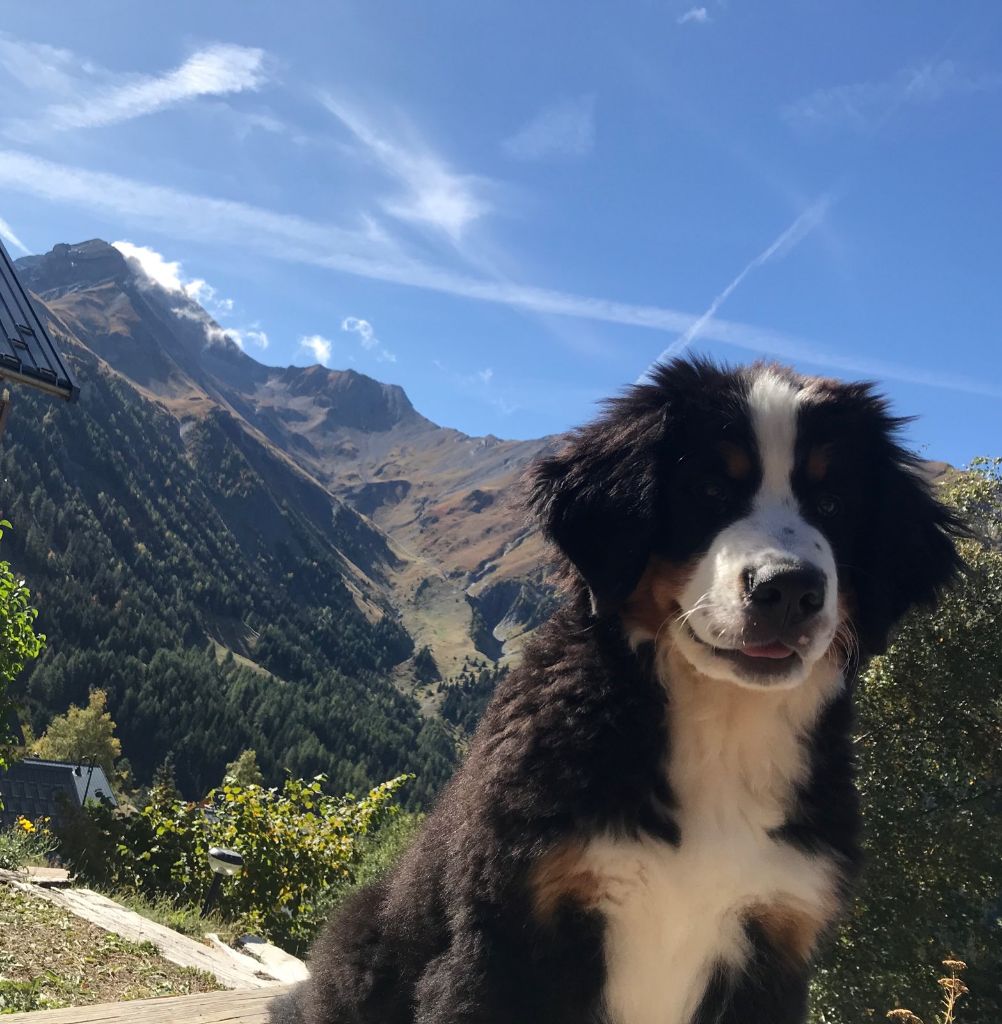 Pippa du hameau des baronnies