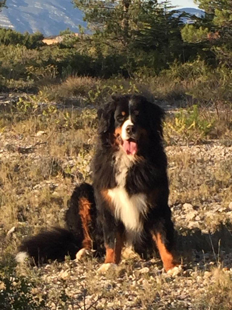Malky du hameau des baronnies