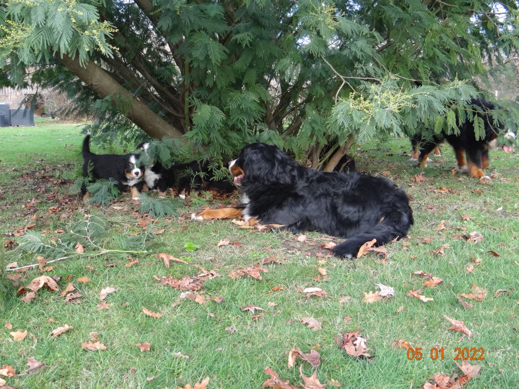 du hameau des baronnies - Bouvier Bernois - Portée née le 27/11/2021
